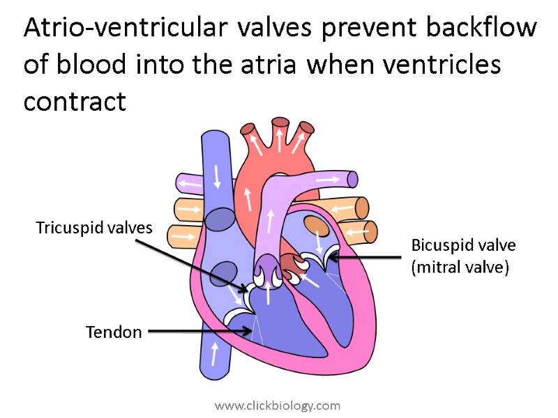 Atrio-ventricular valves prevent backflow of blood into the atria when ventricles contract Bicuspid valve